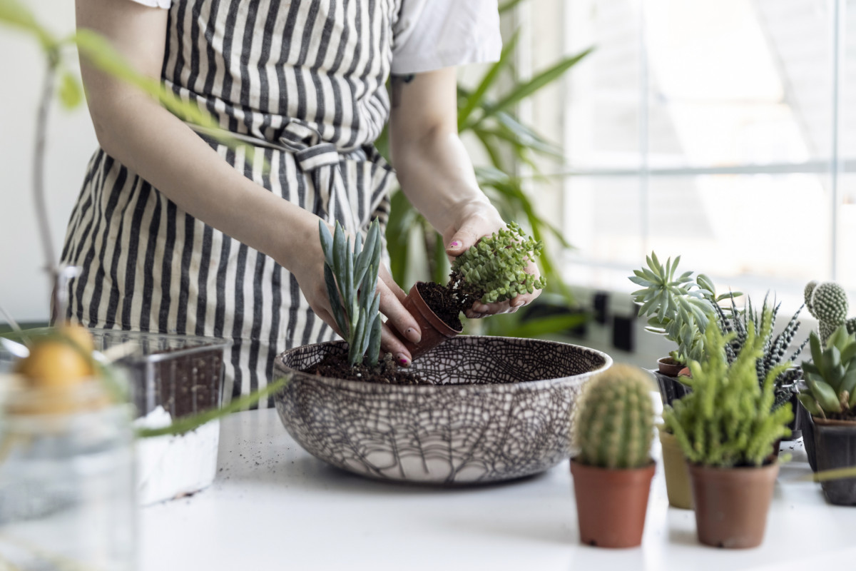 succulents