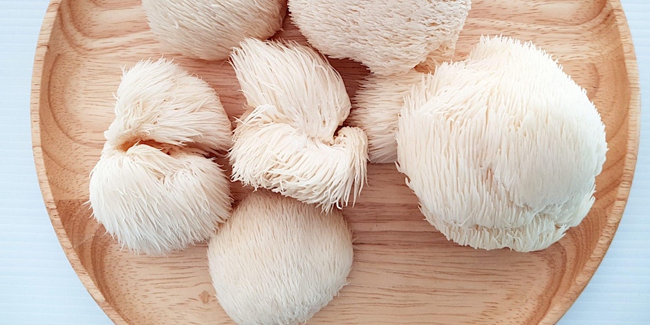 lions mane mushroom