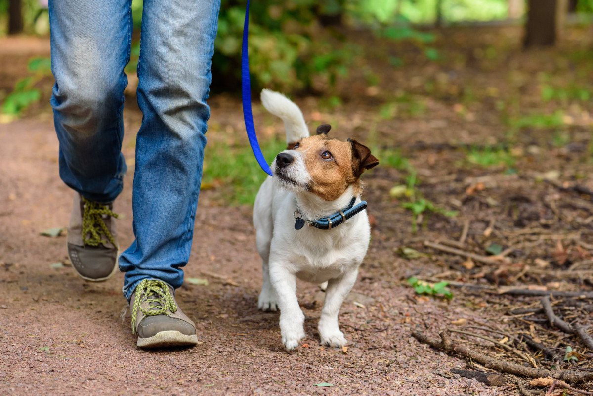dog hike