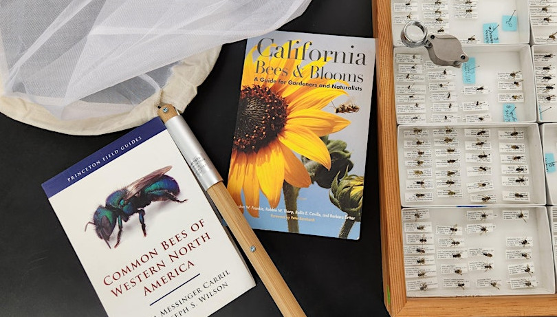 native bees
