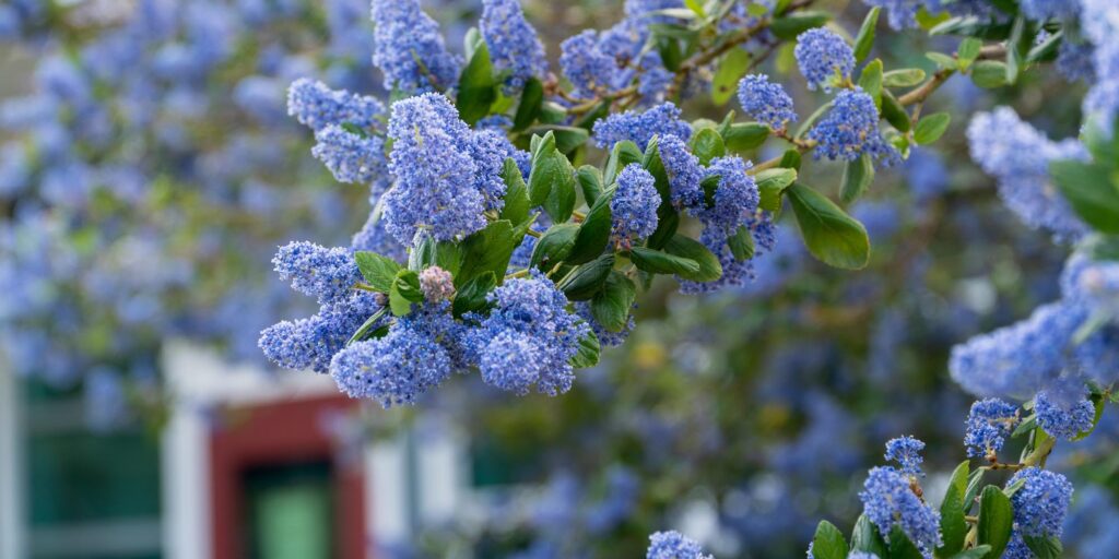 floweres - ceanothus