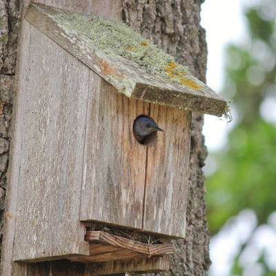 bird in birdhouse